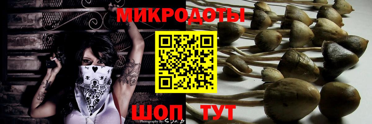 Псилоцибиновые грибы Psilocybine cubensis Кимры